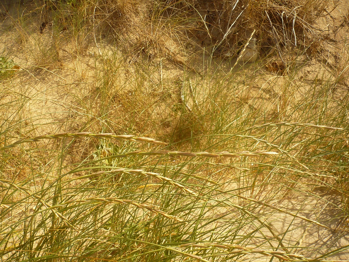 Elytrigia juncea subsp. boreali-atlantica (Poaceae)